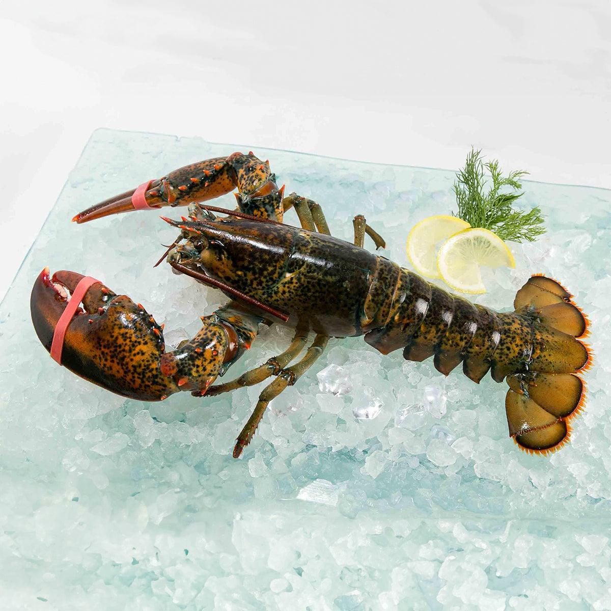Live Canadian lobster on crushed ice, whole; claws and tail visible