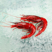 Previously frozen jumbo red king prawns on ice, whole with long antennae
