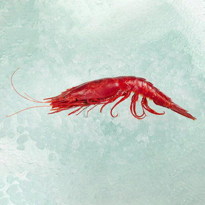 Seafood Hong Kong E-shop Selection - Spanish Frozen Jumbo Red King Prawn (300g)