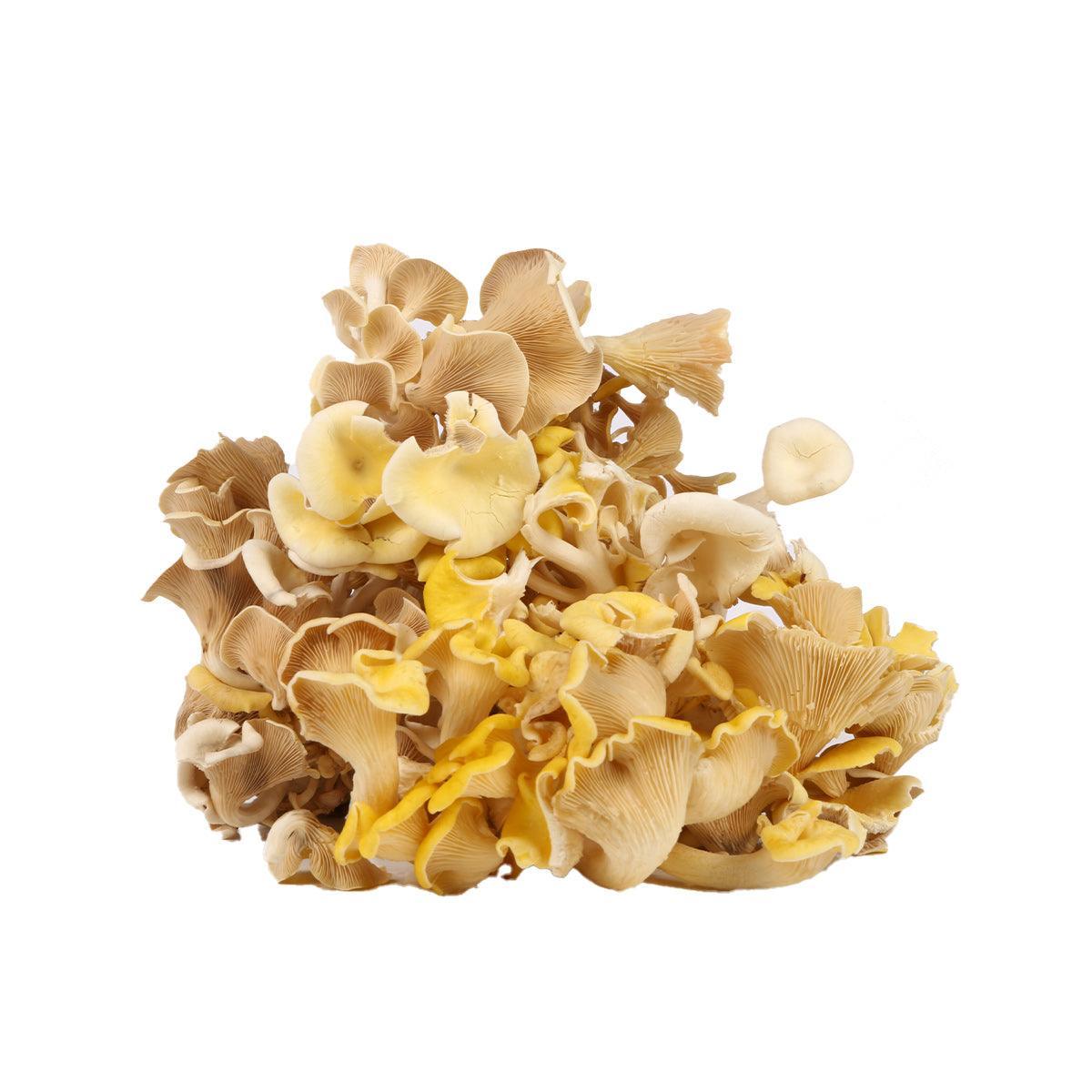 Golden oyster mushrooms with yellow and tan ruffled caps in a cluster