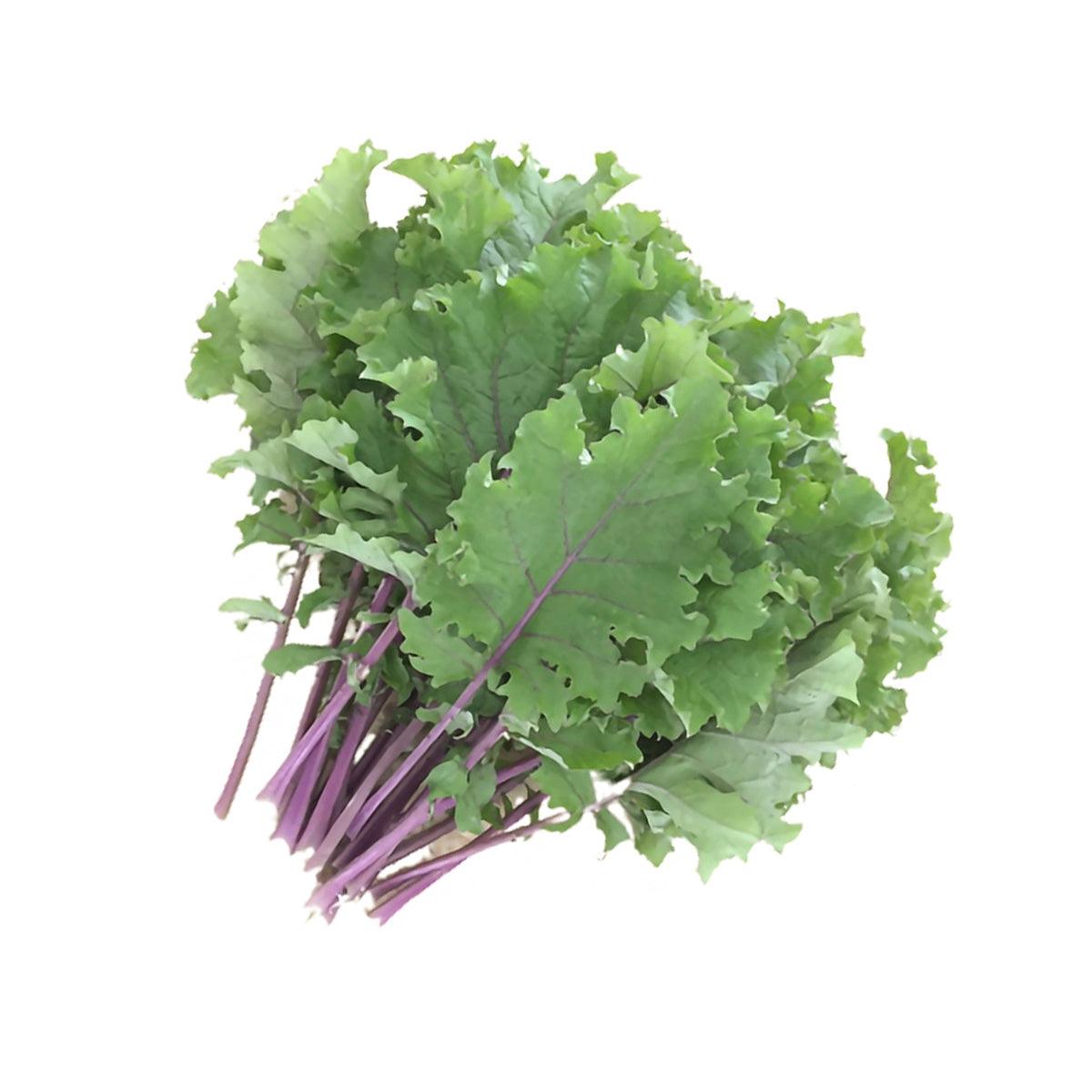 Curly organic kale bunch with green leaves and purple stems