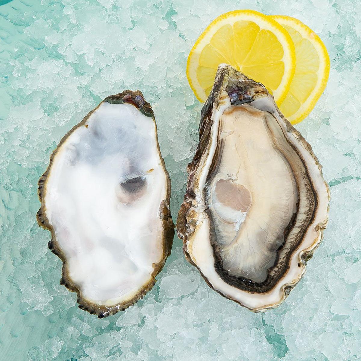 Fresh opened oyster halves with creamy meat and dark, ridged shells