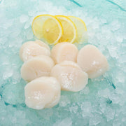 Frozen scallop meat pieces for cooking, served on ice with lemon slices
