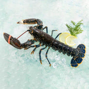 Live blue lobster with claws and antennae, served whole in a pack
