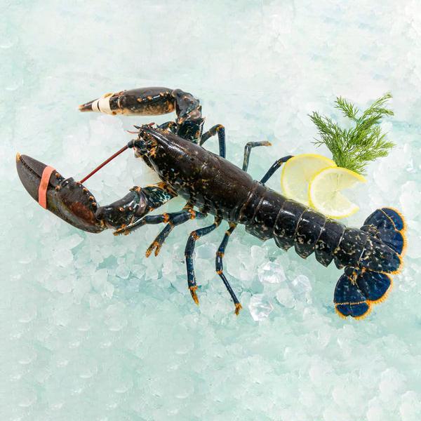 Live blue lobster with claws and antennae, served whole in a pack