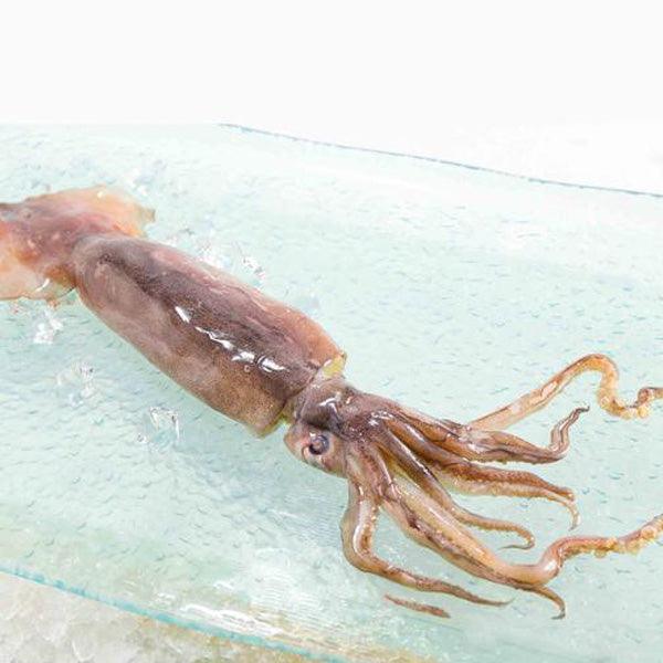 CHU-SUI Japan Aomori squid, previously frozen—brown whole squid with tentacles