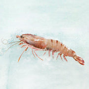 Previously frozen tiger prawn with shell and legs, pink-orange raw shrimp, 350g pack