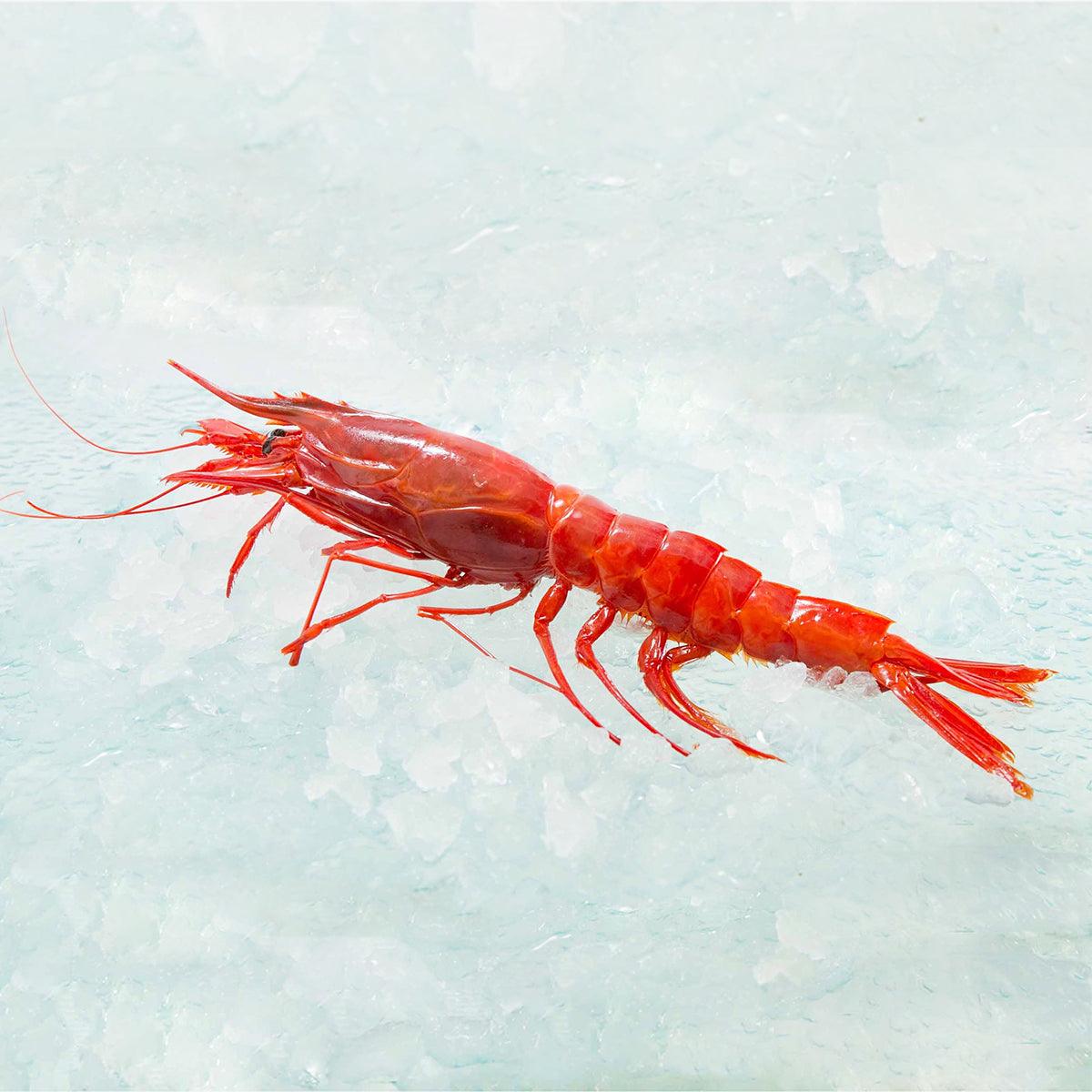 Frozen jumbo red king prawn with shell on, long antennae and legs