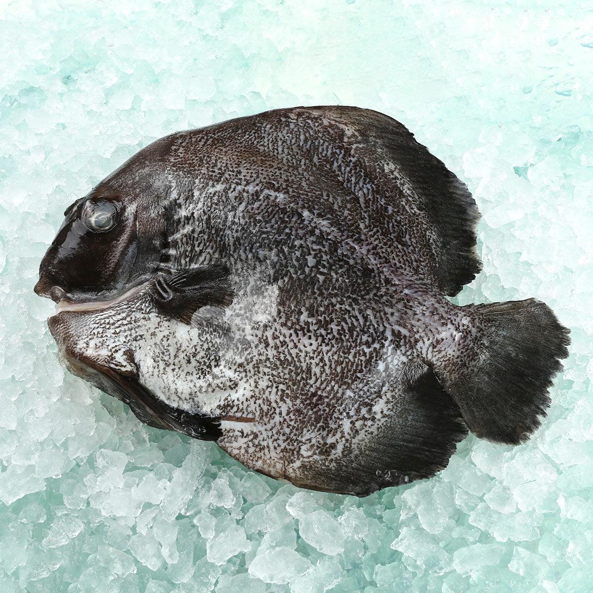 Frozen round batfish, whole with dark skin and white speckled pattern