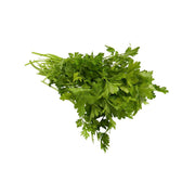 Organic parsley bunch with fresh green leaves