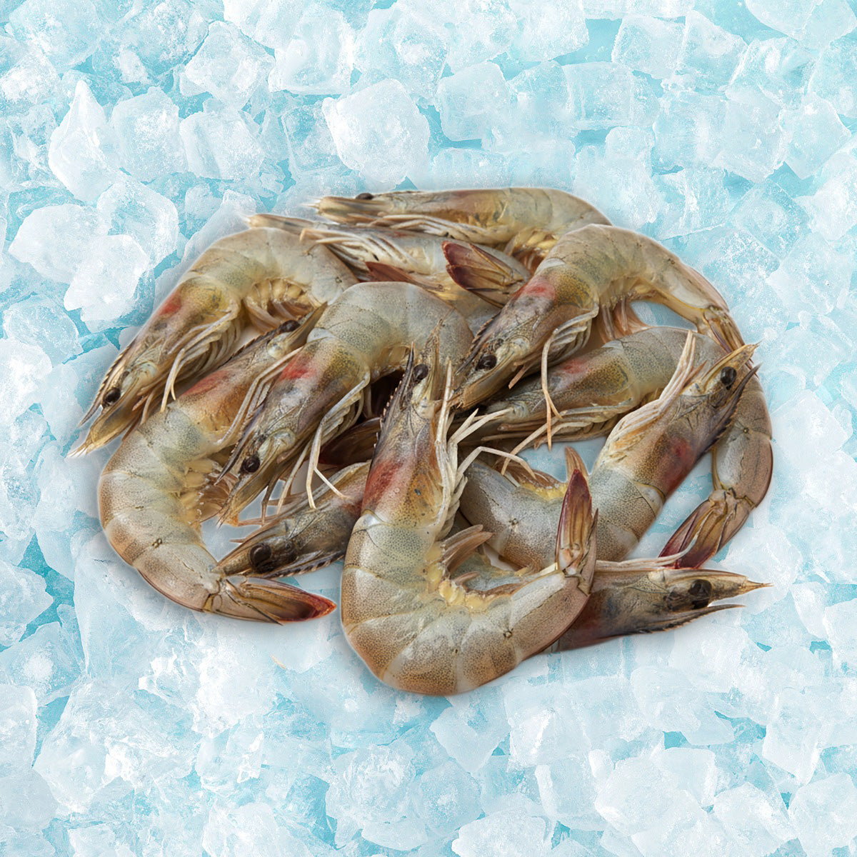 Frozen shell-on raw shrimp, 21/25 count, whole shrimp with antennae