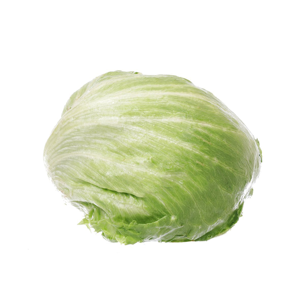 Spanish iceberg lettuce head, pale green layered leaves with crinkled edges