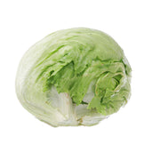 Spanish iceberg lettuce half, pale green and white layered leaves