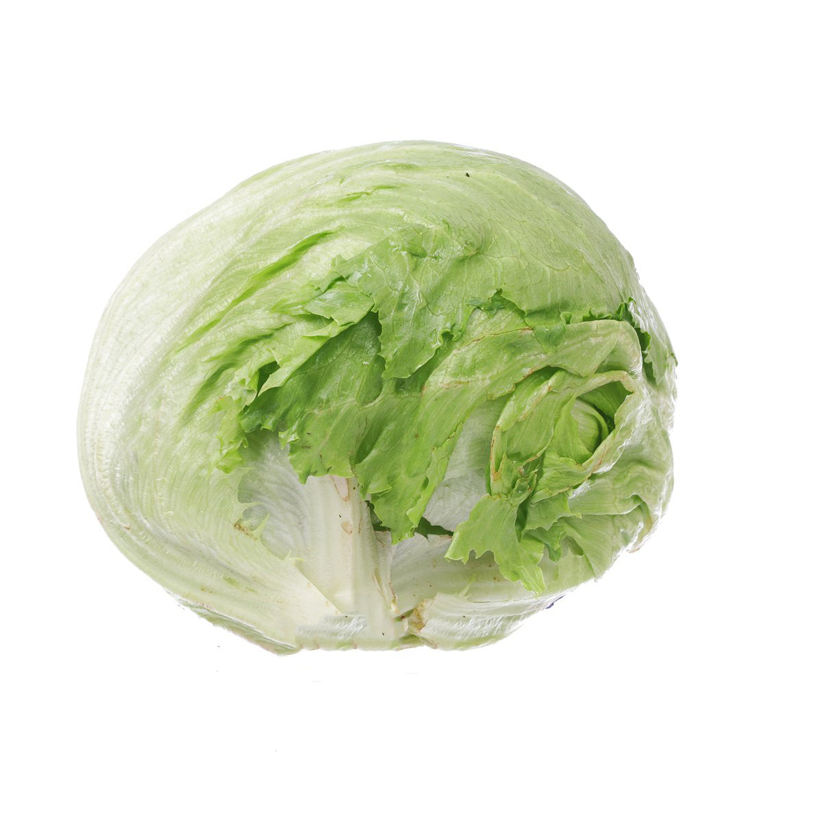 Spanish iceberg lettuce half, pale green and white layered leaves