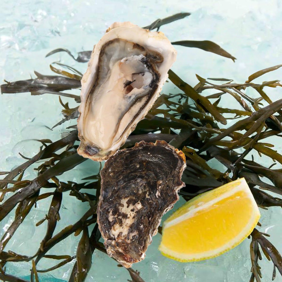 Fresh opened oyster shell with gray meat, with kelp and lemon wedge