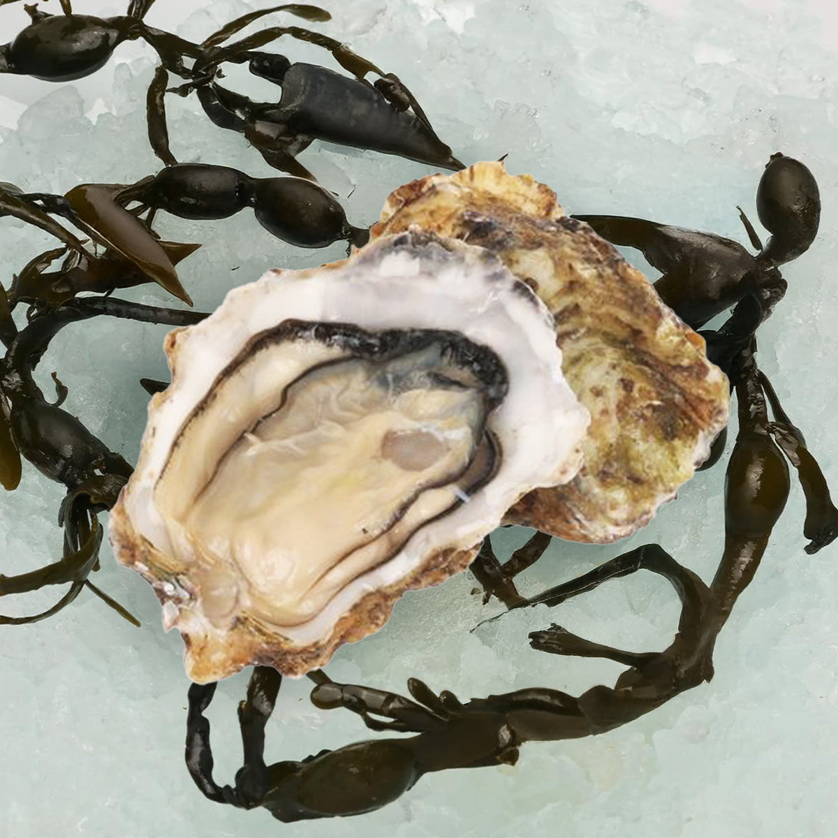 Raw oyster half-shell with creamy meat and dark edge
