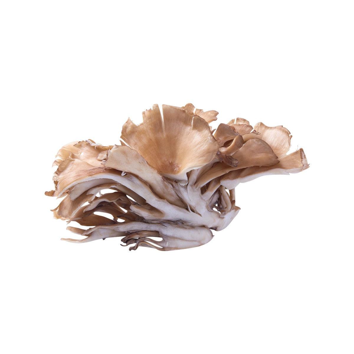 Japanese maitake mushrooms, small cluster, tan caps with pale stems