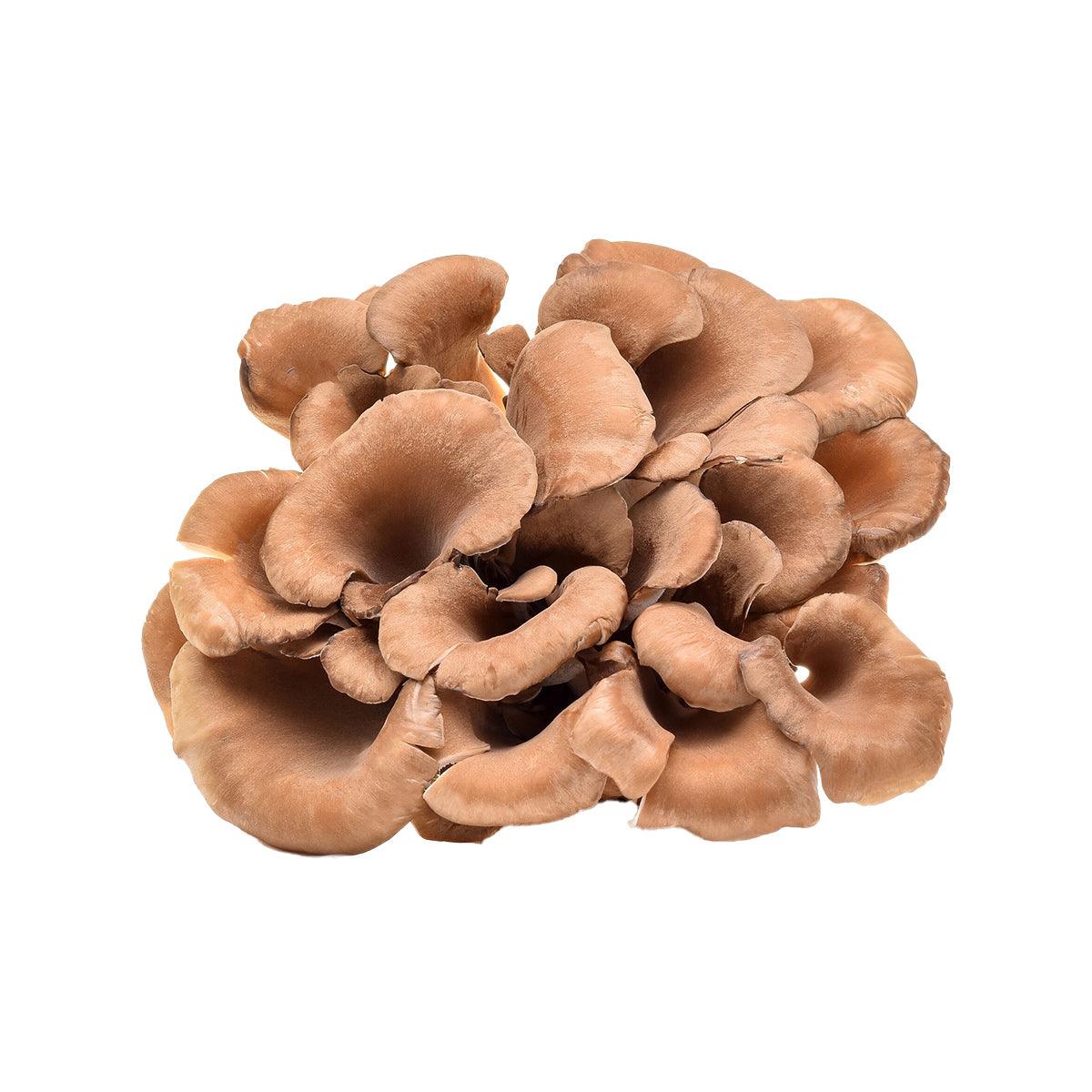 Tan maitake mushrooms, clustered, Japanese style, 70 g pack