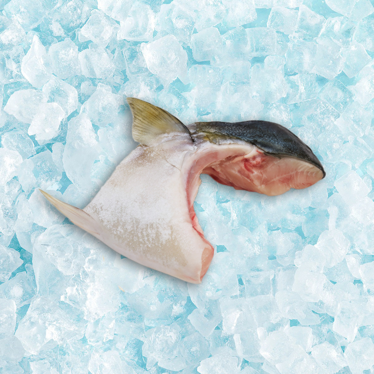 Frozen hamachi fish collar, two pieces on ice