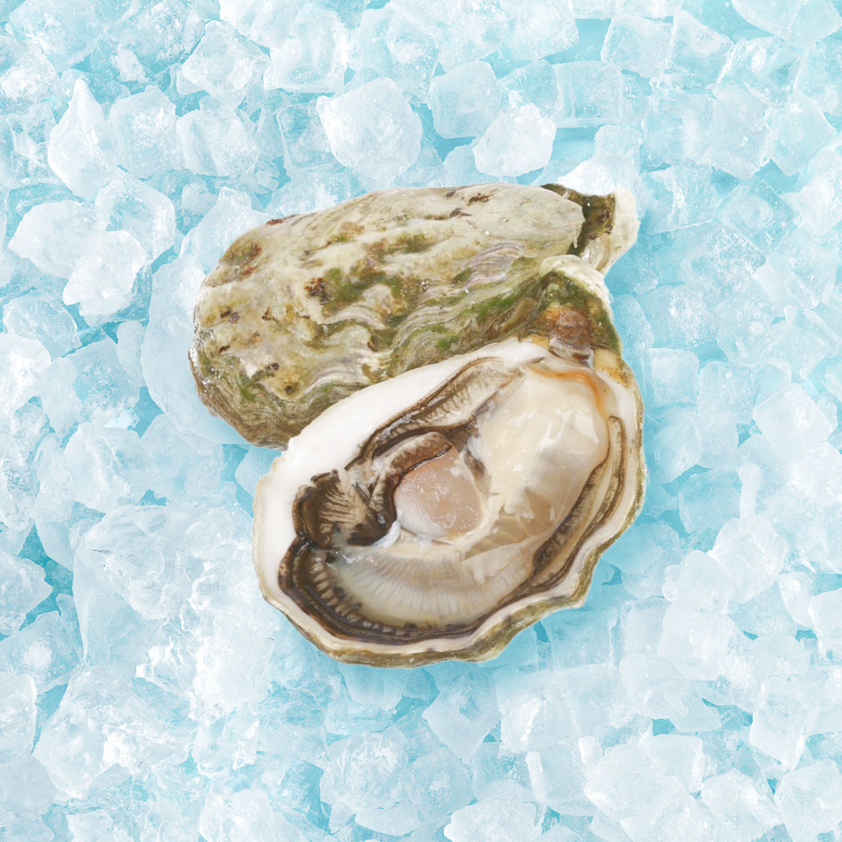 French oyster with open shell and visible white meat