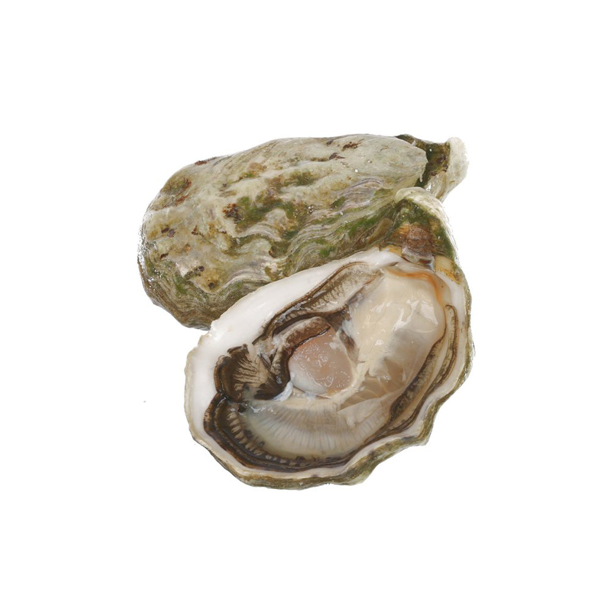 French oyster with open half shell showing white meat