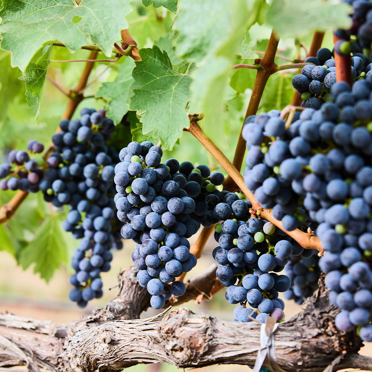 Vineyard grape clusters on vine with blue grapes and green leaves.