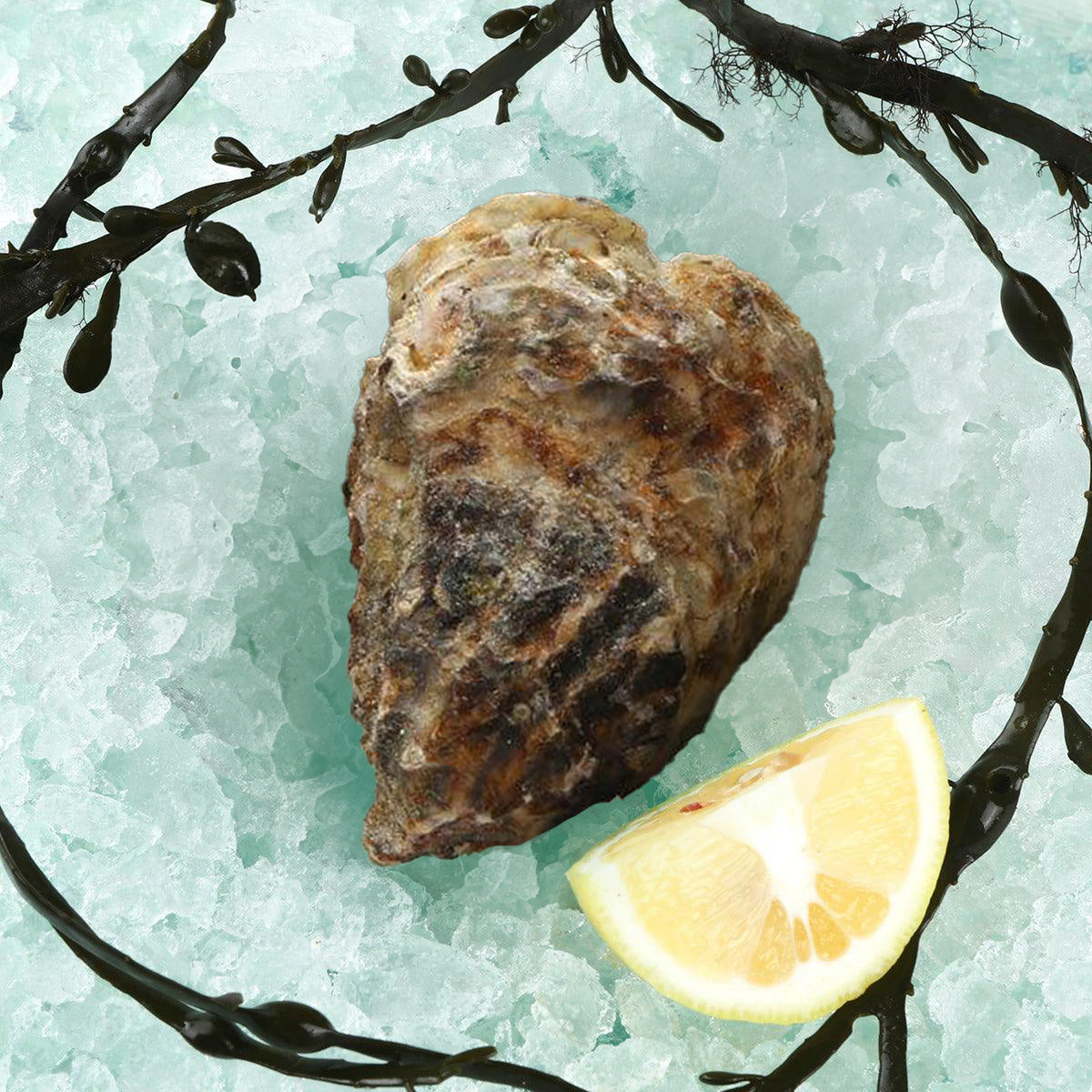 Frozen oyster with shell, browned meat on shell with lemon wedge