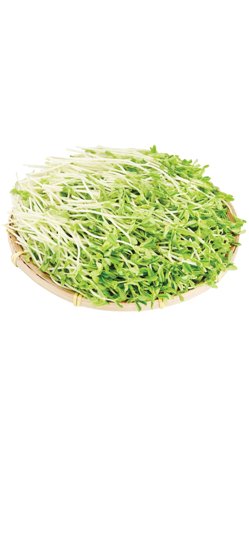 Organic jade sprouts (600g), fresh green sprouts on wooden tray
