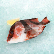 Whole blacktip grouper fish with red fins, speckled body, pre-pack (700g)
