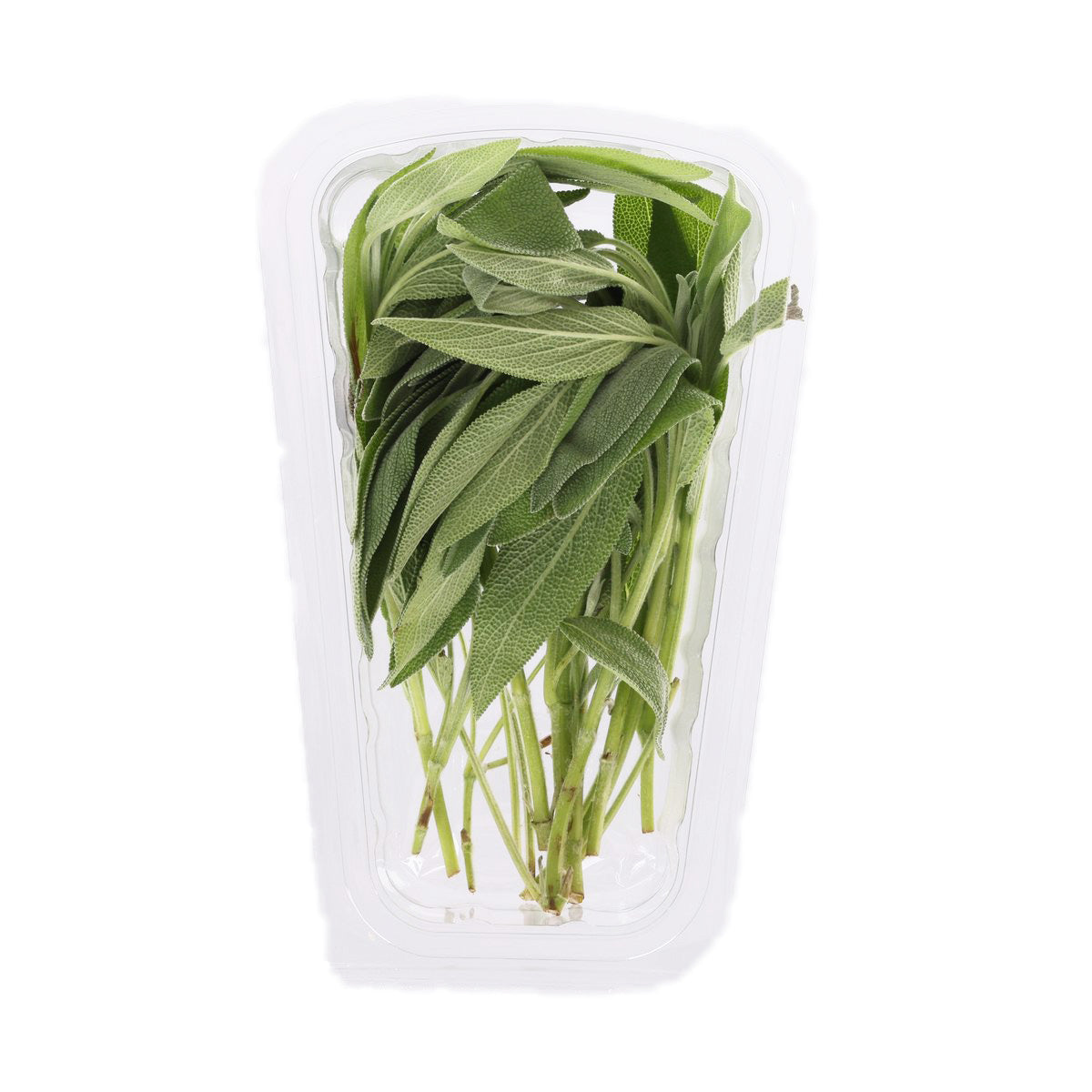 Kenyan Sage herb pack with green leaves and stems in clear plastic tray