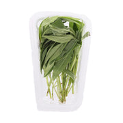 Kenyan Sage herb pack with green leaves and stems in clear plastic tray
