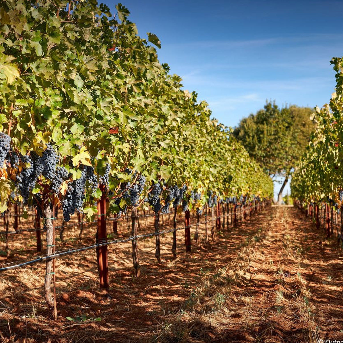 Grape vineyard rows on sunny day with trellised vines