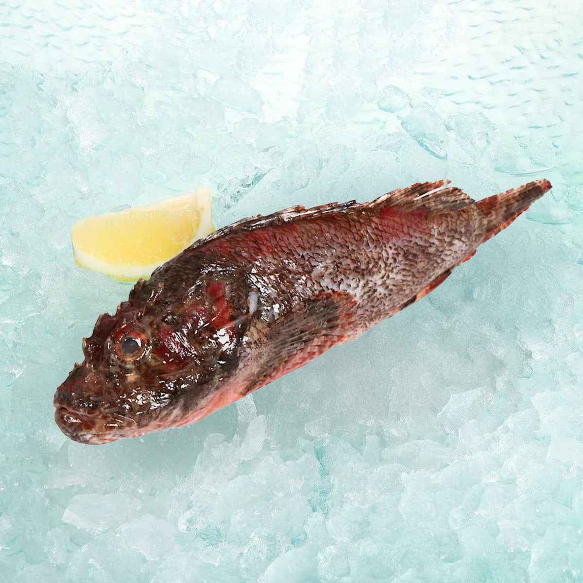 Whole red scorpion fish (200 g), cleaned, with fins and tail visible