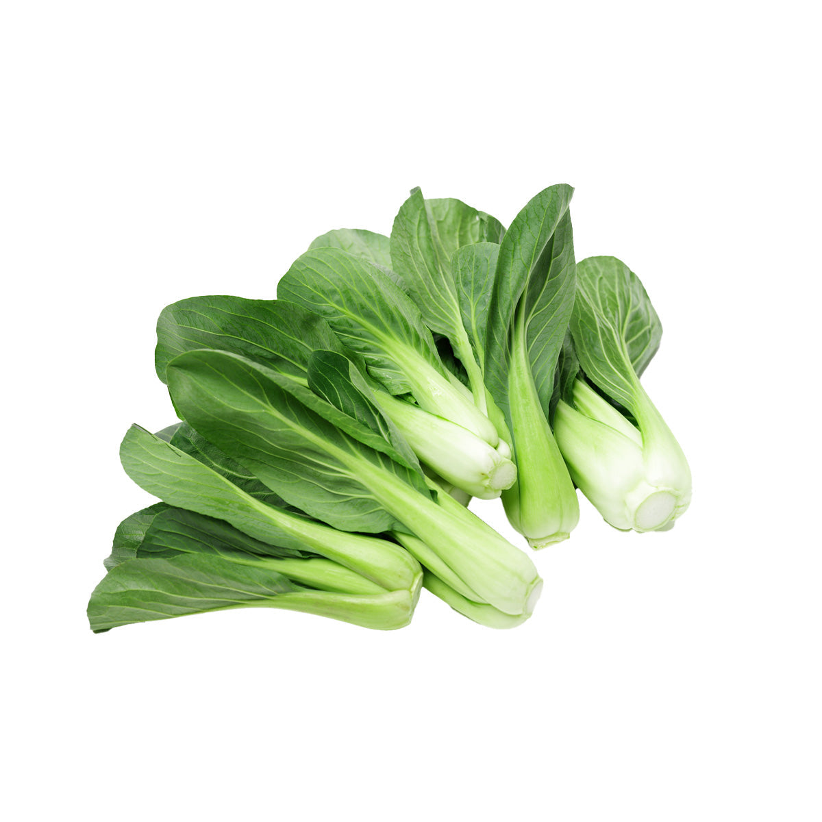 Fresh green Shanghai pak choi heads with white stems and leafy greens