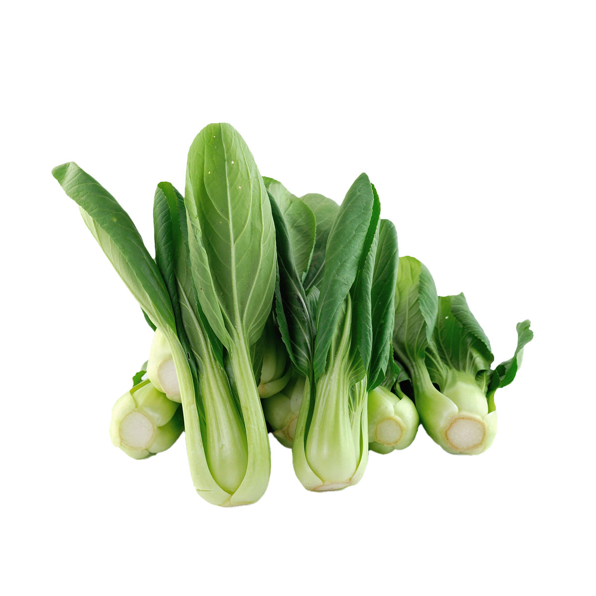 Organic baby Shanghai pak choi, fresh green leaves with pale stems