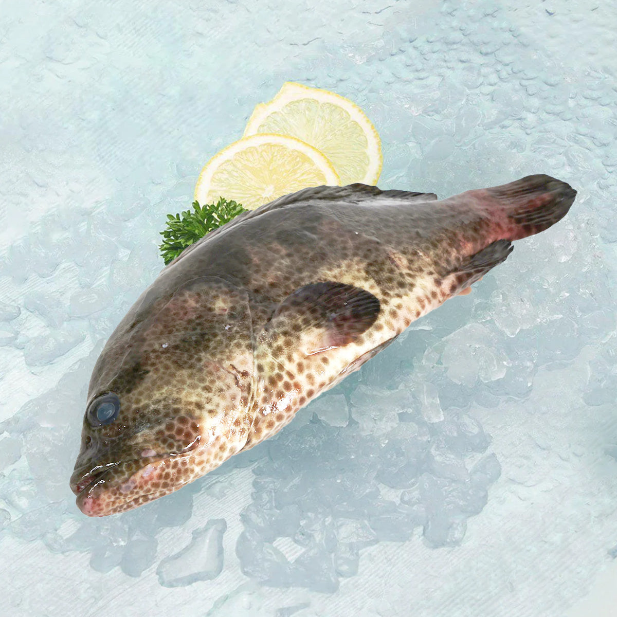 Whole tiger grouper fish, mottled gray-brown body, head left, tail right.