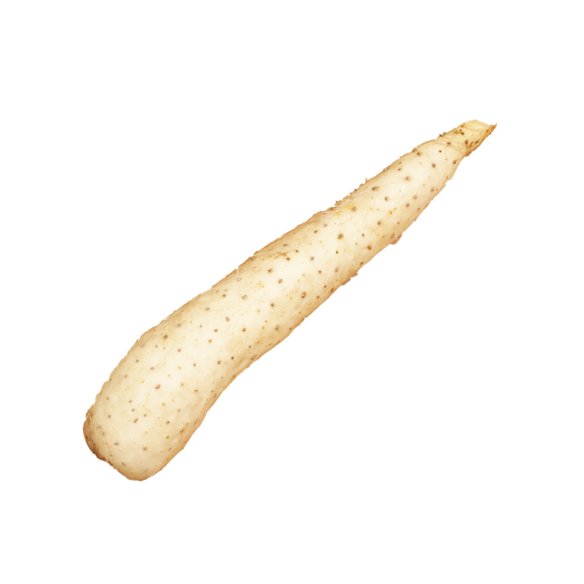 Fresh Japanese yam tuber, light tan with small specks