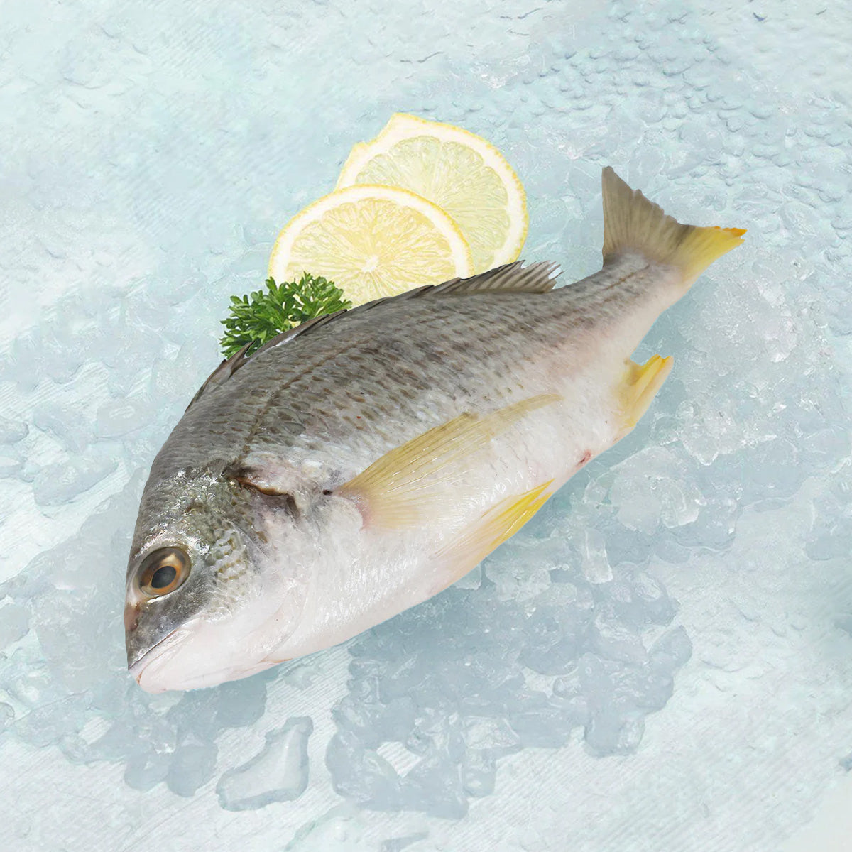 Whole yellowfin seabream, gray body with head and tail, with lemon slices